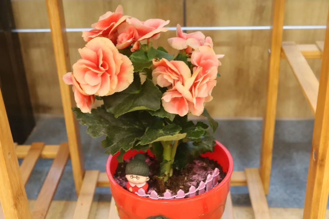 越秀·海颐苑 | 来这里“安家”,收获一片芬芳世界 越秀·海颐苑 | 来这里“安家”,收获一片芬芳世界