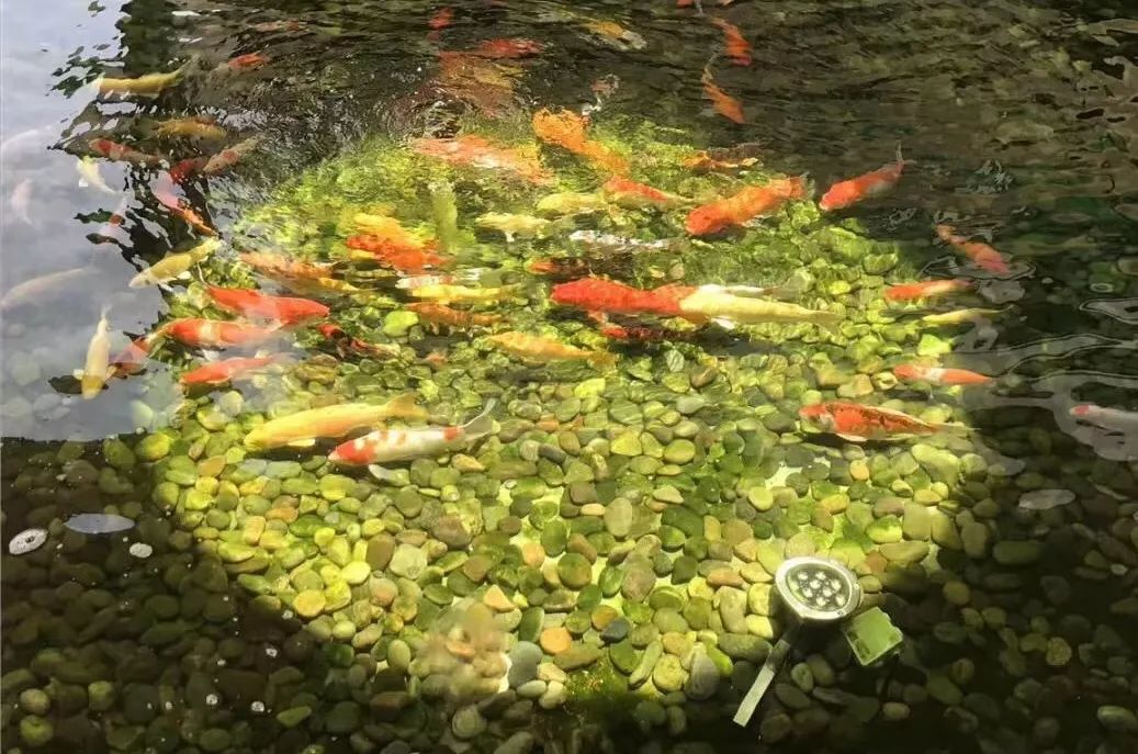 越秀养老|在这个明媚的季节,寻找最诗意的生活方式 越秀养老|在这个明媚的季节,寻找最诗意的生活方式